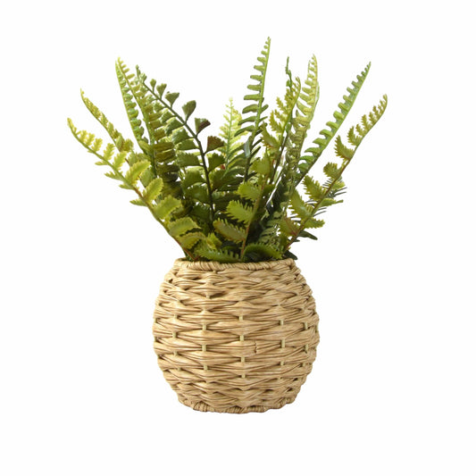 Fern in Round Rattan Pot